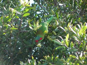 Musk lorikeet feeding