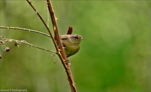 Wren.