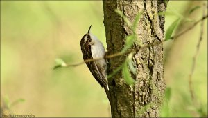 Treecreeper.