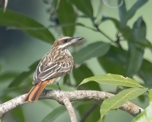 Streaked Flycatcher