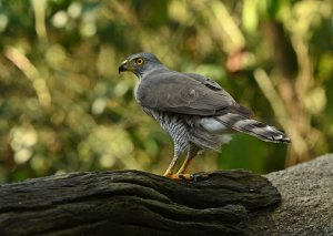 Crested Goshawk.