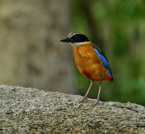 Blue Winged Pitta.