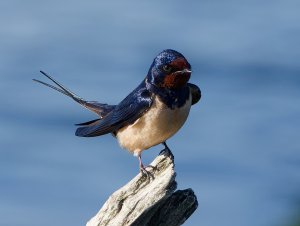 Barn Swallow