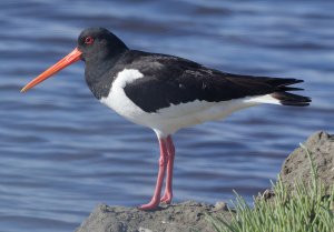 Eurasian Oystercatcher