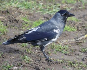 Hello, Leucistic Jackdaw