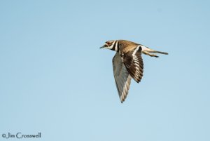 Killdeer