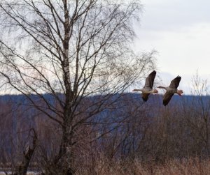 Greylag geese in flight