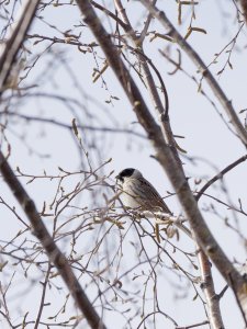 Male reed bunting