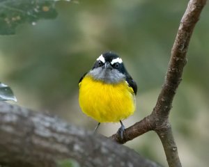 Bananaquit