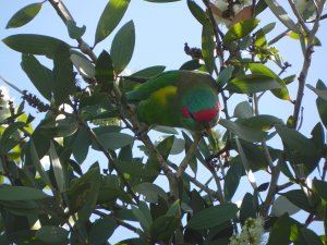 Musk lorikeet's cute face