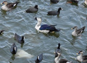 Eurasin Coots/Indian Spot-billed Ducks/Comb Duck