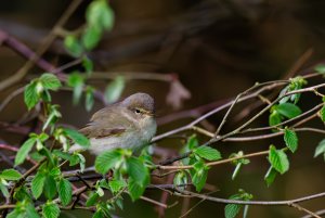 Chiffchaff