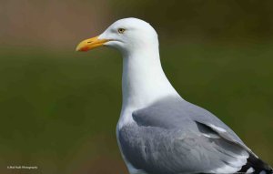 Herring Gull 2559.jpg