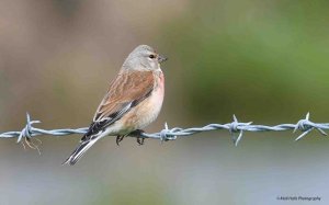 Linnet 2997.jpg