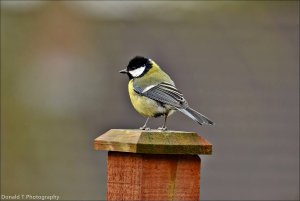 Great Tit.