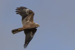 Marsh Harrier f