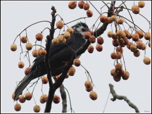 Black Bulbul