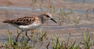 Least Sandpiper