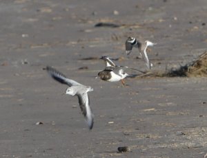 Wader Trio