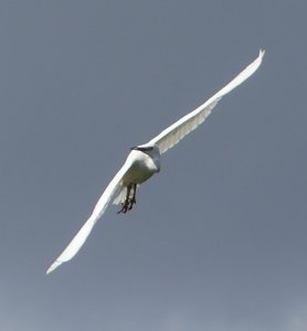 Little Egret in flight