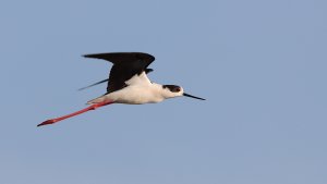 black-winged stilt