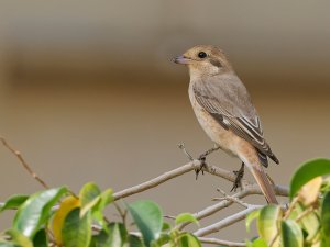 Isabelline shrike