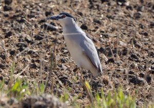 Black crowned Night Heron