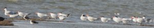 Caspian Terns