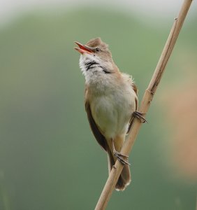 Great Reed Warbler