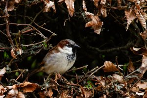 House Sparrow