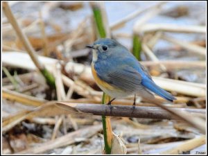 Red-flanked Bluetail