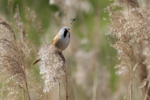 Bearded Tit