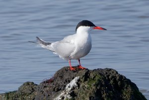 Common Tern