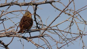 ortolan bunting