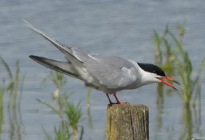 Common Tern