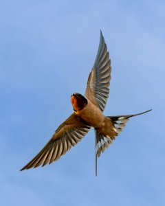 Barn Swallow