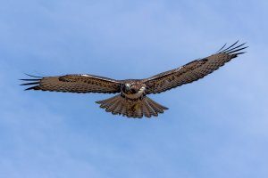 Redtail Hawk