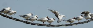 Brown-headedGulls on wire