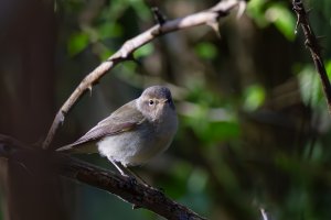 Chiffchaff