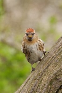 Lesser Redpoll.JPG