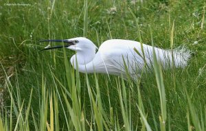 Little Egret 3204.jpg