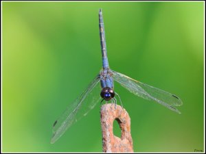 Black Stream Glider