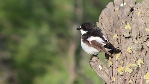 pied flycatcher (m)