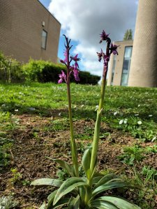 Early-purple orchid