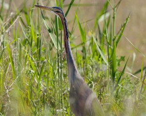 Purple Heron