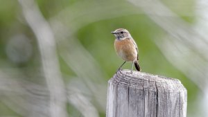 Female stonechat