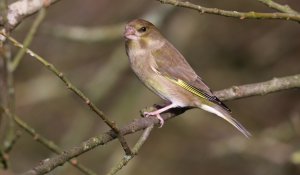 Greenfinch