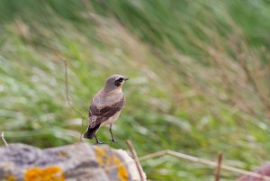 Northern Wheatear