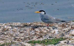 River tern