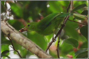 Green Broadbill